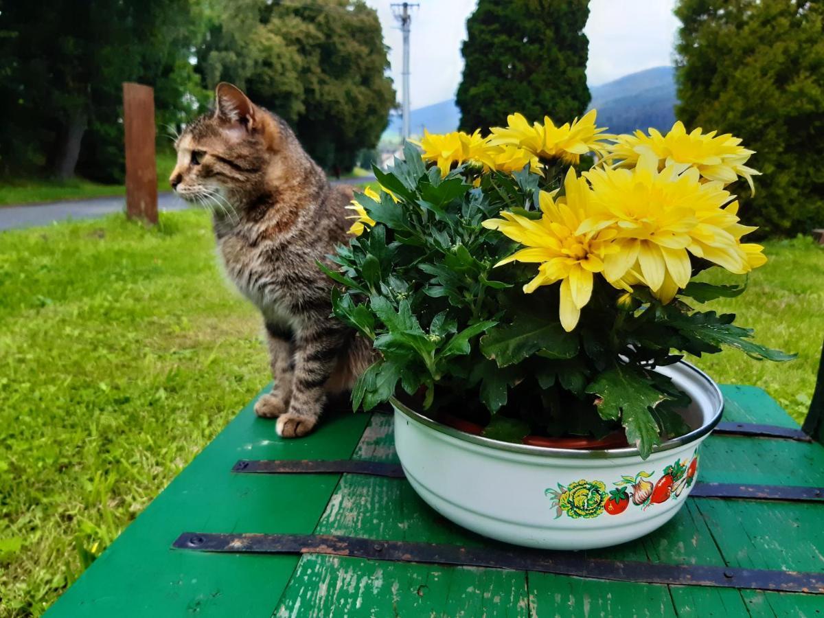 Penzion U Hradilu Vrbno pod Pradědem Dış mekan fotoğraf